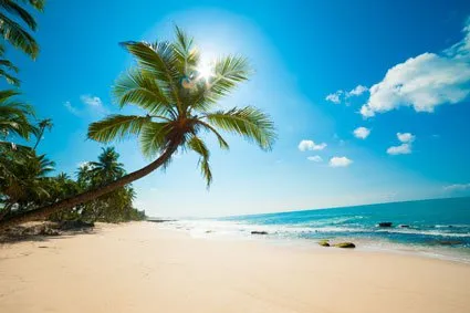 Curving palm tree on a quiet beach