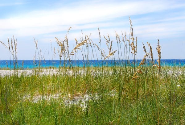 Grassy dunes with beach in the distance